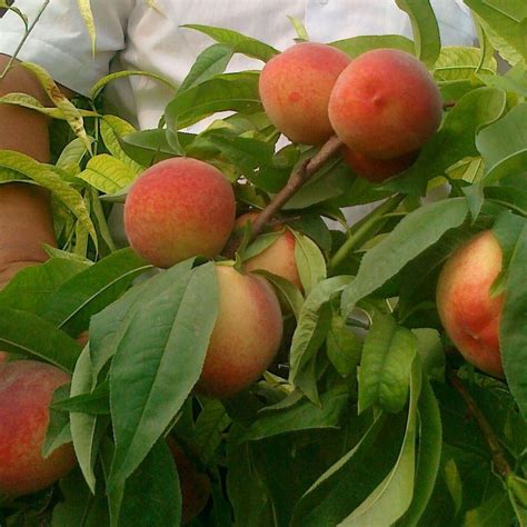 桃樹品種